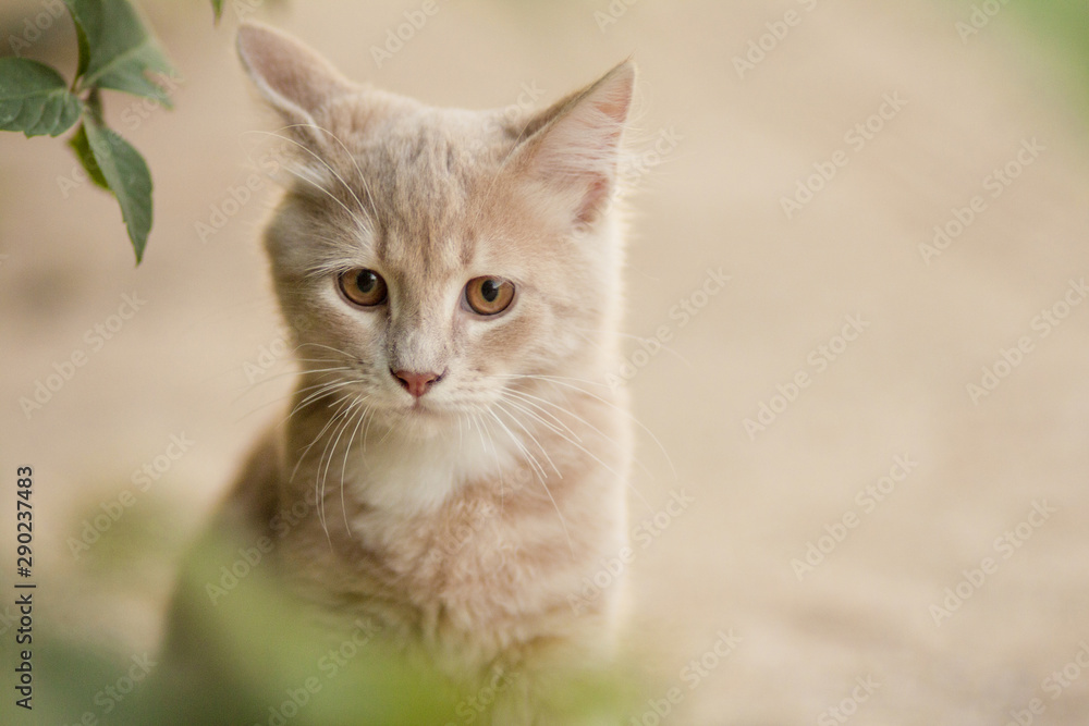 sad ginger kitten portrait outdoors, funny animals in nature sad ginger kitten portrait outdoors, funny animals in nature