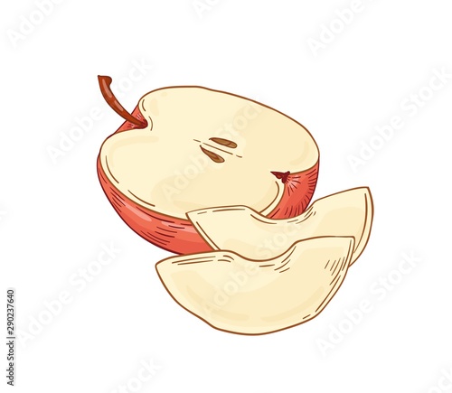 Apple fruit hand drawn vector illustration