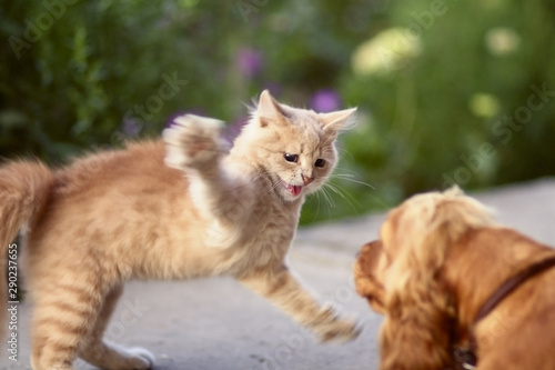 frightened cat defends itself and attacking, the ginger kitten arched his back in fear of dog,animal life, pets walking outdoors © fantom_rd