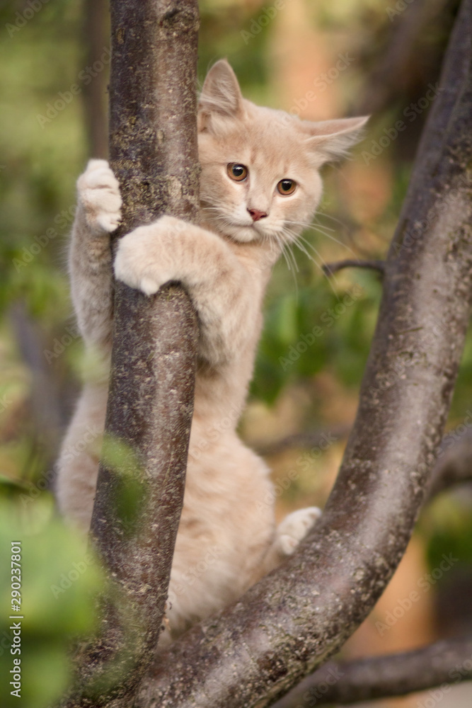 cat hugged a tree branch, cute ginger kitten observing garden, pet walking  in nature, funny animal playing foto de Stock | Adobe Stock