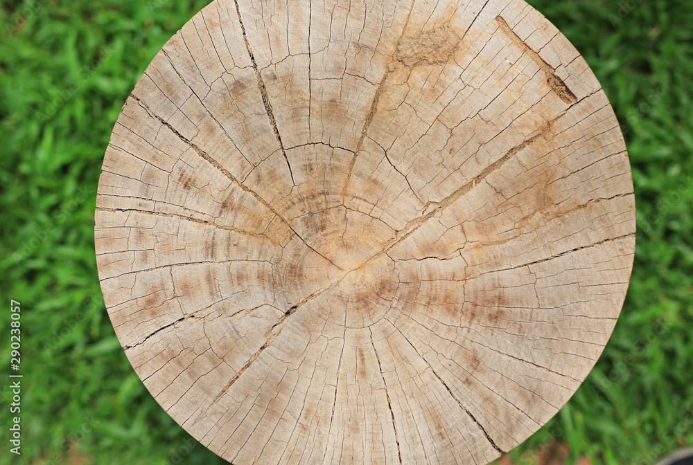 Cross section cut of wood trunk texture with tree rings.