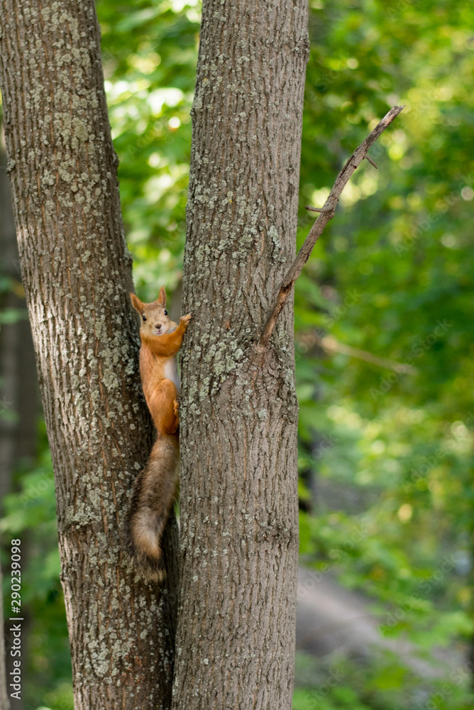 Cute squirrel on a tree branch. A squirrel sits in a green park and looks into the lens Cute squirrel on a tree branch. A squirrel sits in a green park and looks into the lens
