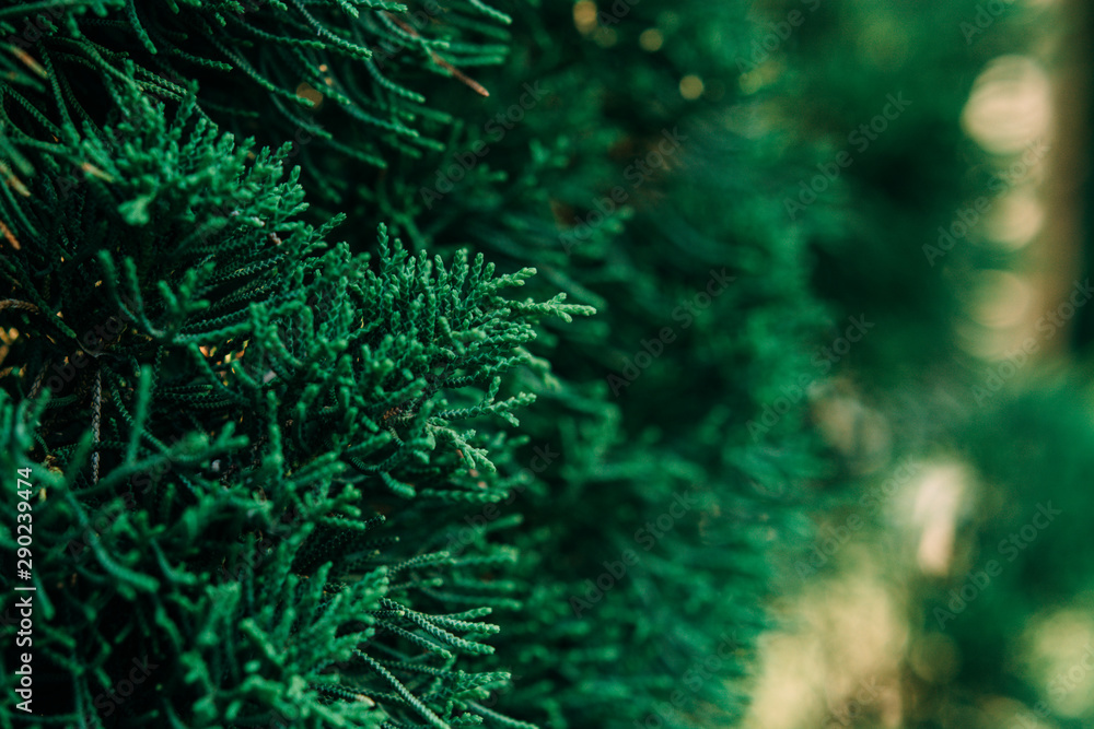 Christmas background. Green fir tree.
