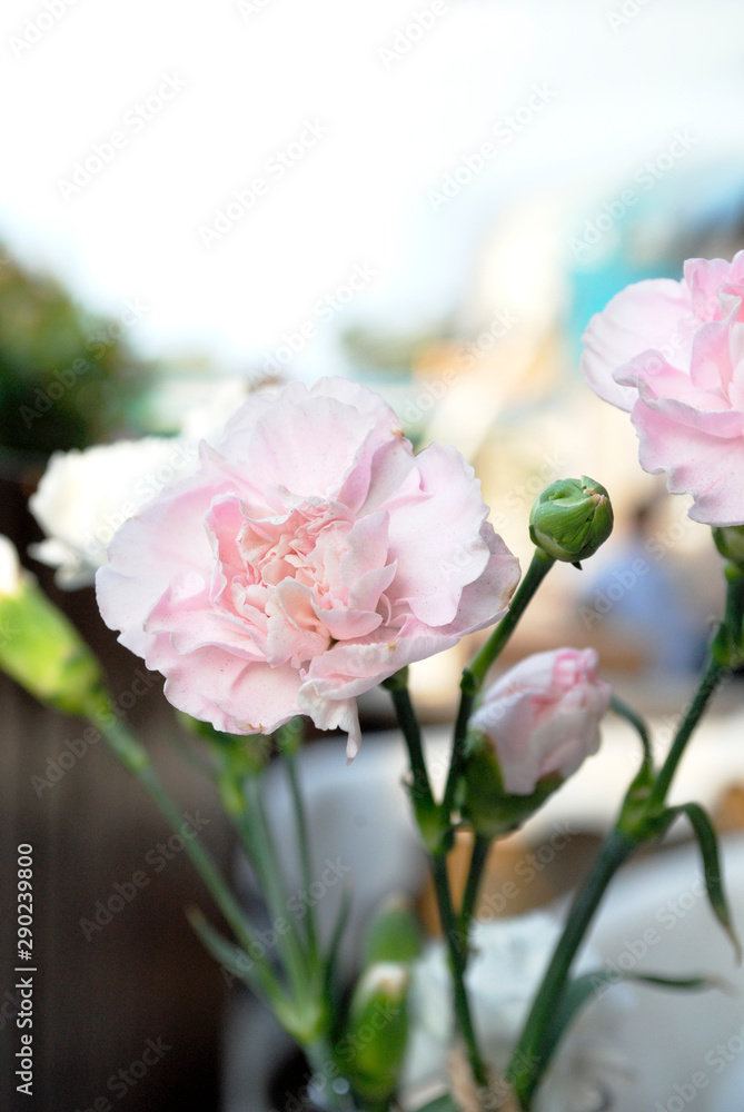 pink carnation in a vase pink carnation in a vase