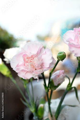 pink carnation in a vase