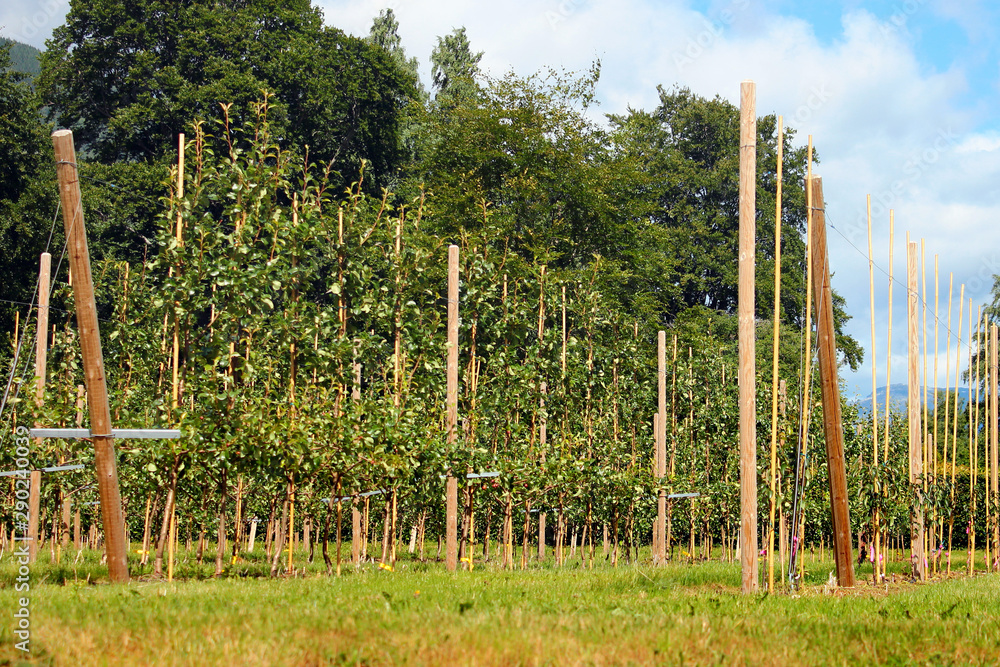 Fruit orchards along the Hardanger fjord, Hordaland county, Norway. Fruit orchards along the Hardanger fjord, Hordaland county, Norway.