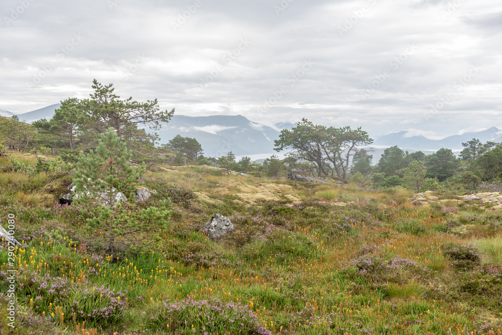 Wunderbare Heidelandschaft auf dem Høgkuppen bei Ålesund