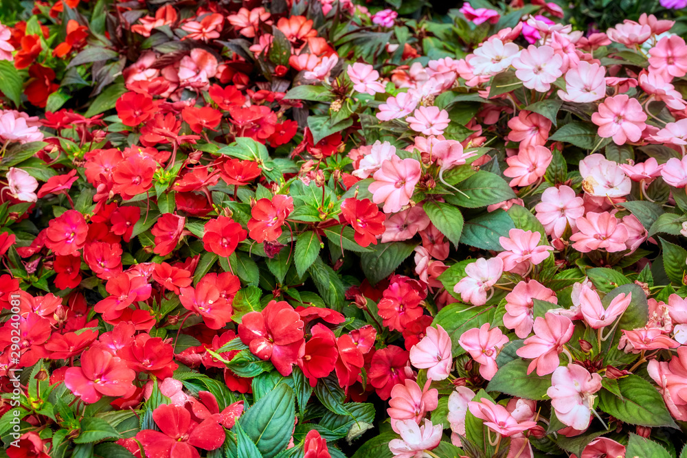 Beautiful fresh impatients arranged in a flower shop Beautiful fresh impatients arranged in a flower shop