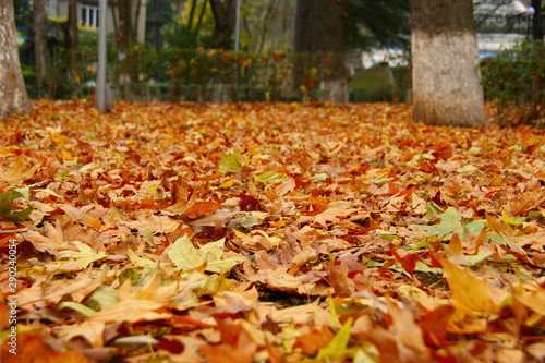 fallen autumn leaves. yellow leaves on the ground and branches