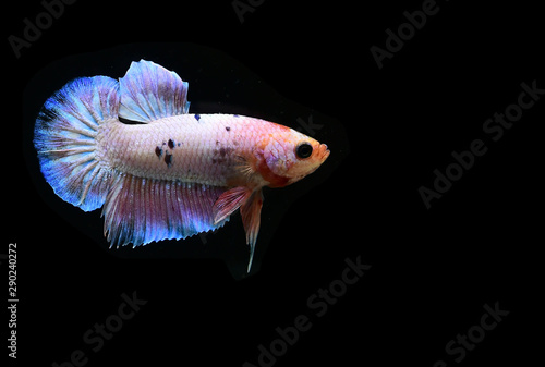 Betta fish from Thailand in isolated with black back ground