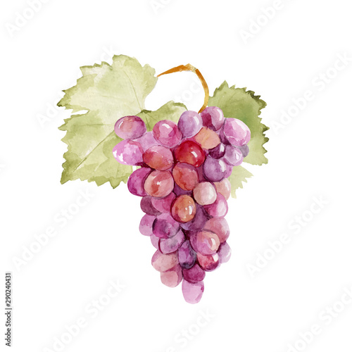 Colorful vector watercolor illustration of ripe pink grape with green leaves isolated on white background. Bunch of fresh grape.