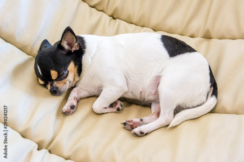 Cute chihuahua dog sleeping on the soft chair. Vintage style