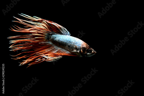Betta fish from Thailand in isolated with black back ground © Bobbyphotos