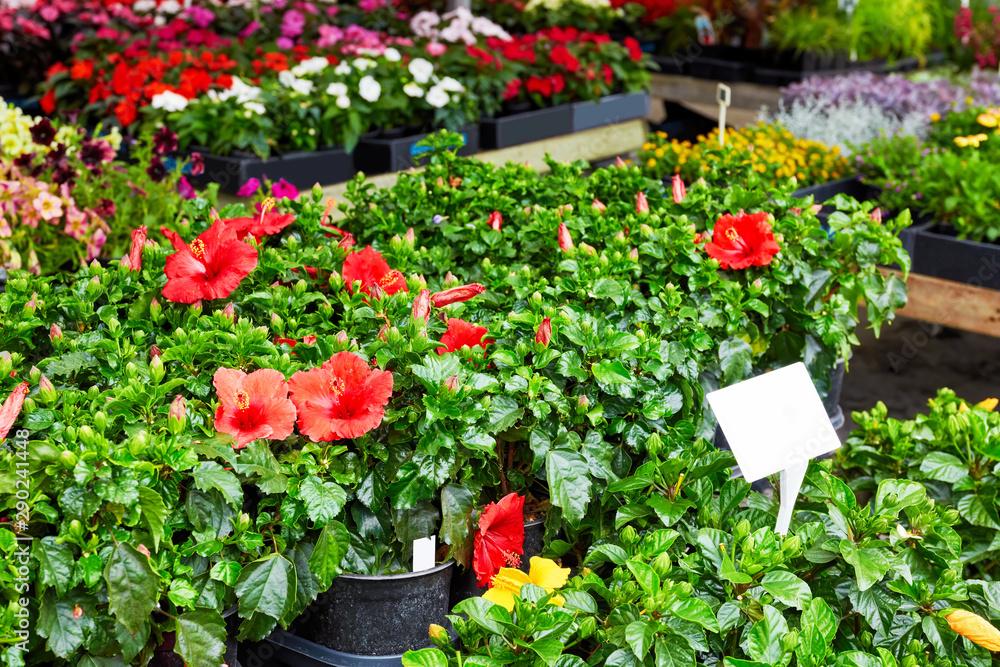 Red hisbiscus flowers for sale in an outdoor flower market Red hisbiscus flowers for sale in an outdoor flower market