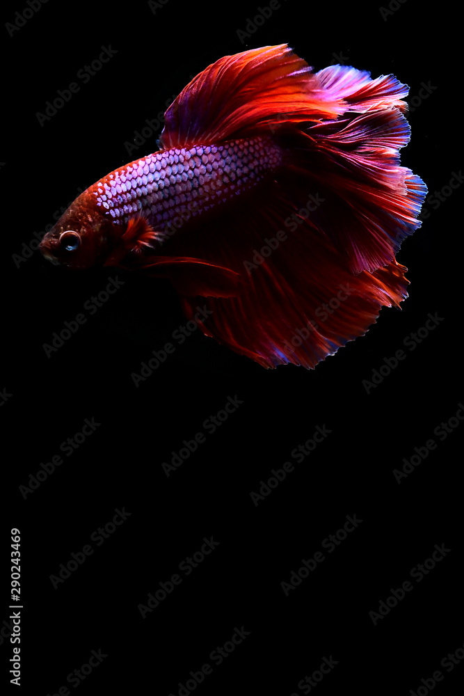 Betta fish from Thailand in isolated with black background. Betta fish from Thailand in isolated with black background.