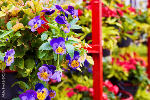 Beautiful pansy flower for gardening in a greenhouse flower market