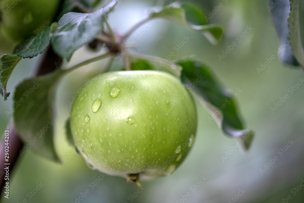 Green fresh apple with water drops on an apple tree Green fresh apple with water drops on an apple tree