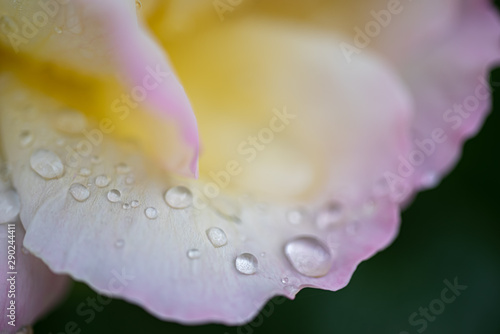 Beautiful pink colorful rose petal with water drops on it