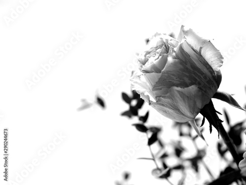 grief concept - rose in black and white photo