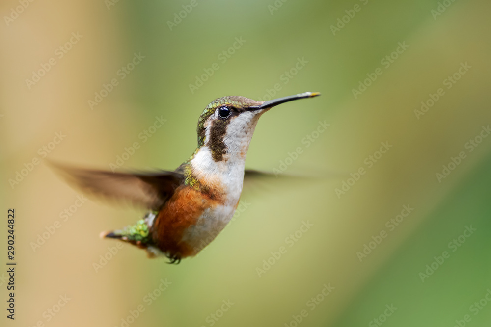 Fototapeta premium White-bellied Woodstar - Chaetocercus mulsant, beautiful colored tiny hummingbird from Andean slopes of South America, Guango Lodge, Ecuador.
