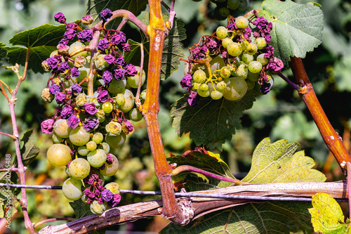 sunburn and heat damage to grapes on the vine