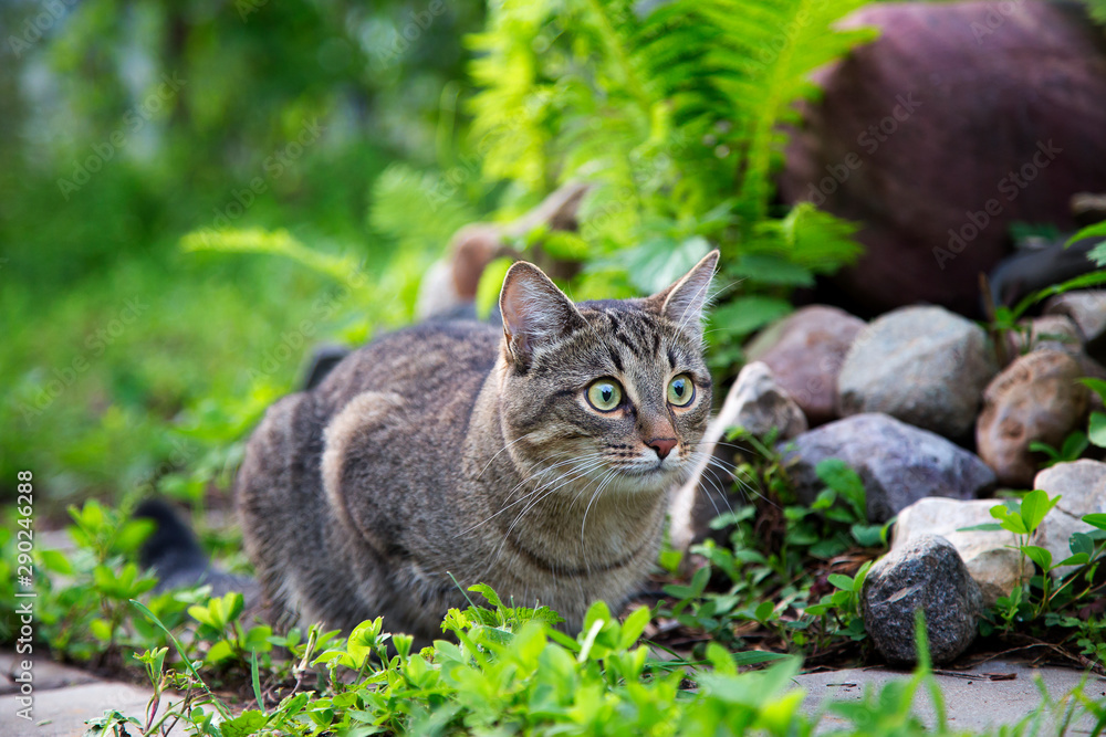   Gray tabby cat is on the grass.Horizontally.