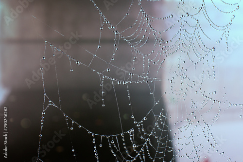 Spider web with dew drops in the early morning