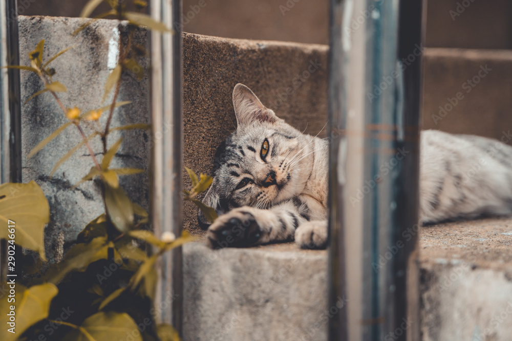 Obraz premium Thai Stray Cats