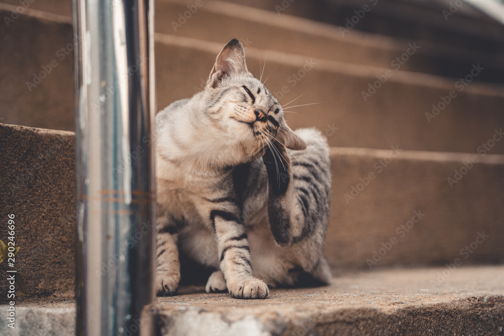 Obraz premium Thai Stray Cats