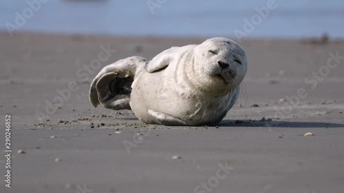 Young harbor seal at North Sea beach, Rømø island, Denmark