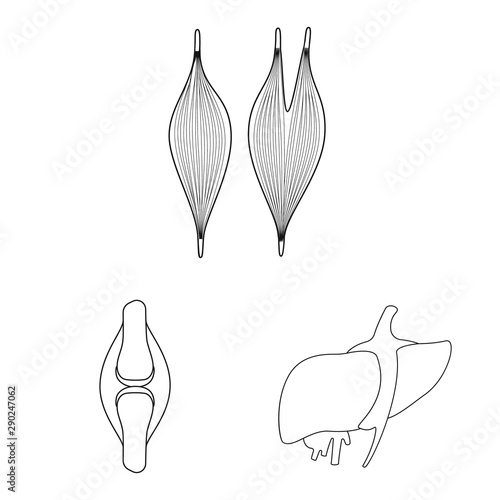 Vector illustration of anatomy and organ symbol. Collection of anatomy and medical stock vector illustration.