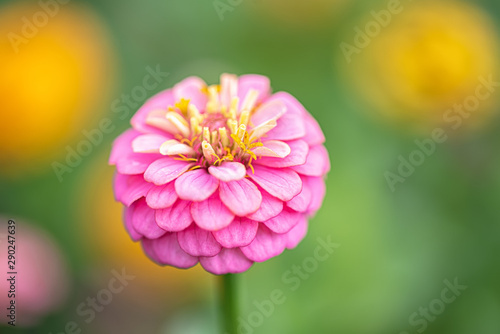 Fotografi Zinnia elegans or cinnya in the formal garden