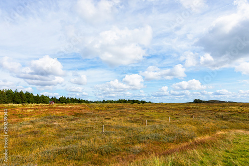 Heath landscape on the island of Rømø, Denmark
