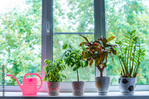 Home plants in flowerpots and a watering can on the windowsill in the room