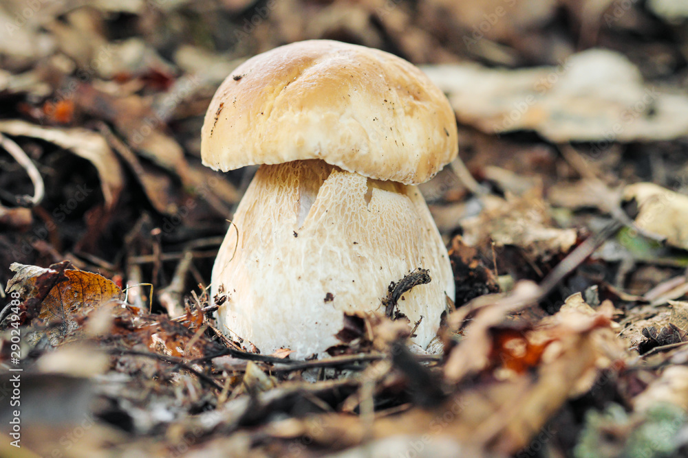 Boletus edulis mushroom growing in the forest close-up. Green grass and leaves, daylight, blurred background. Boletus edulis mushroom growing in the forest close-up. Green grass and leaves, daylight, blurred background.