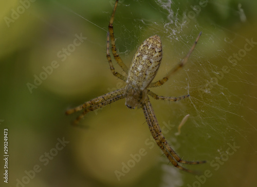 Wasp Spider  (Argiope bruennichi)-  juvenile male photo