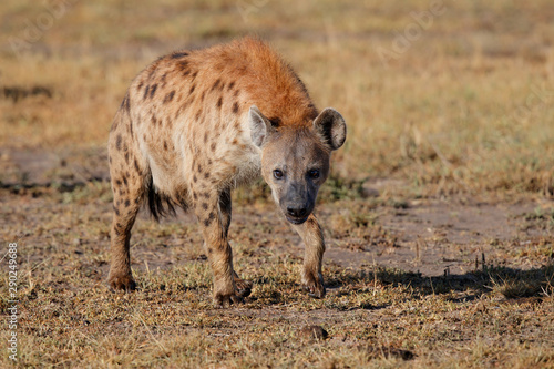 hyenas on a mission to take over a carcass from the lions in the Masai Mara Game Reserve in Kenya © henk bogaard