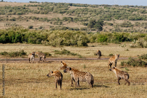 hyenas on a mission to take over a carcass from the lions in the Masai Mara Game Reserve in Kenya