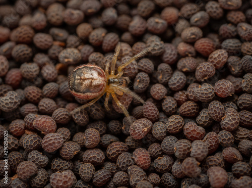 Tiny Zygiella x-notata spider on poppy seeds photo