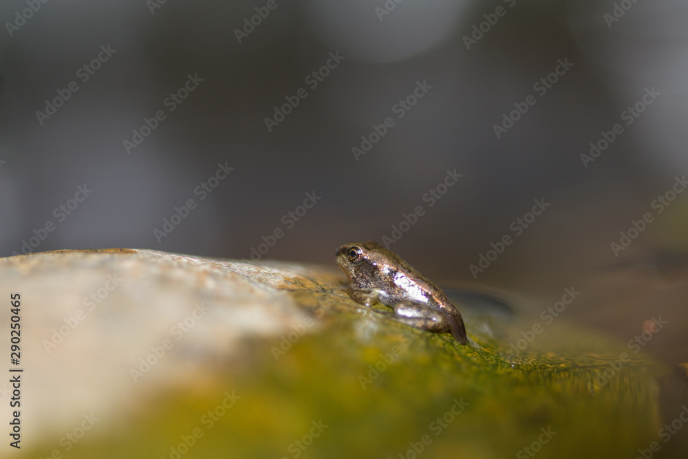 Common Frog (Rana temporaria) Common Frog (Rana temporaria)