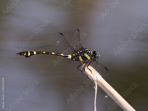 dragonfly on green background