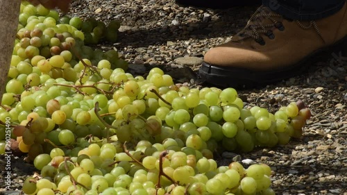 Spreading muscat grapes in pasero at sun for drying and processing in raisins