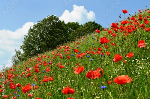Fototapeta Naklejka Na Ścianę i Meble -  Maki_20129