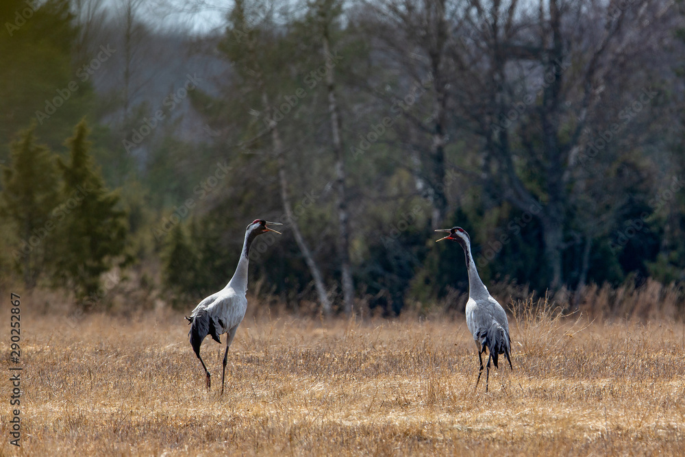 Common cranes calling to each other Common cranes calling to each other