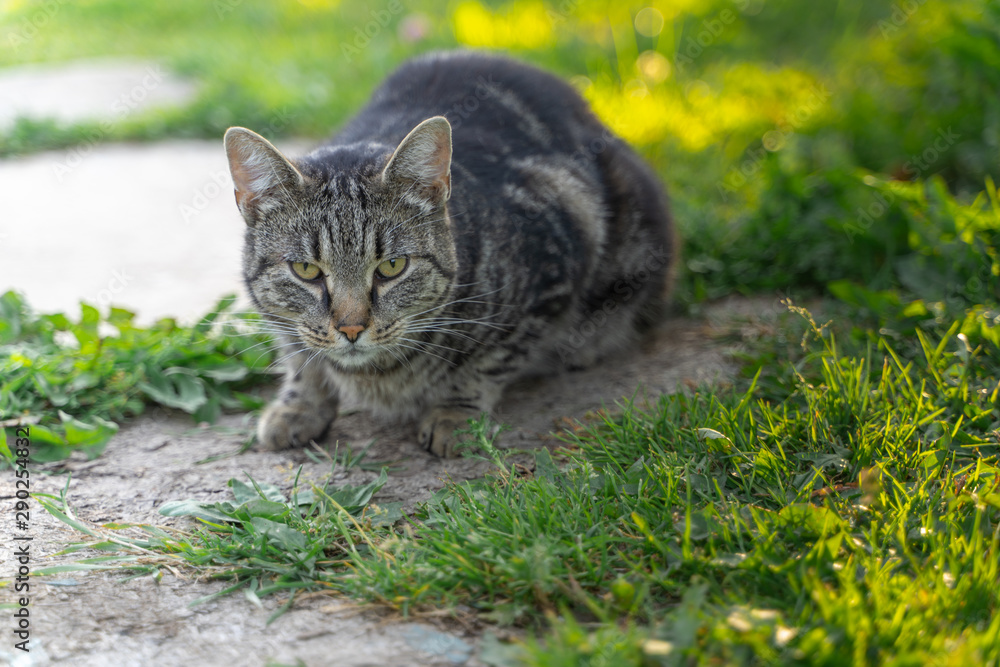 the portrait of striped grey cat with green background the portrait of striped grey cat with green background