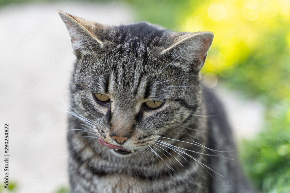 the portrait of striped grey cat with green background the portrait of striped grey cat with green background