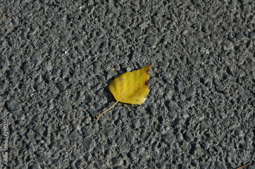 autumn leaf on asphalt