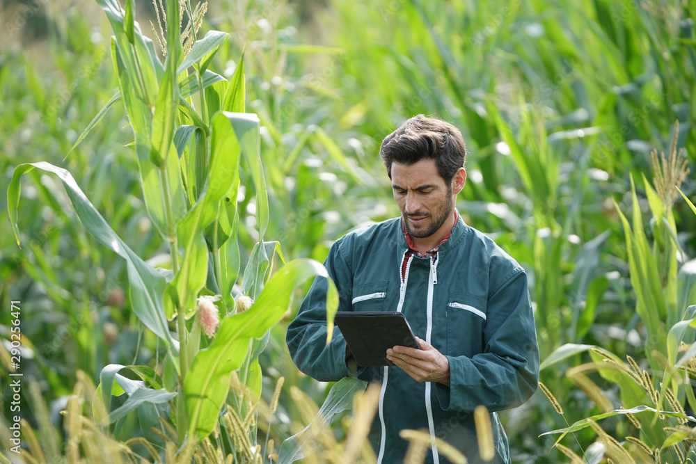 Farmer checking on corn crops - obrazy, fototapety, plakaty 