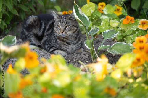 adorable photogenic stripped domestic cat portrait lay on a grey eath and  green grass park outdoor  photo