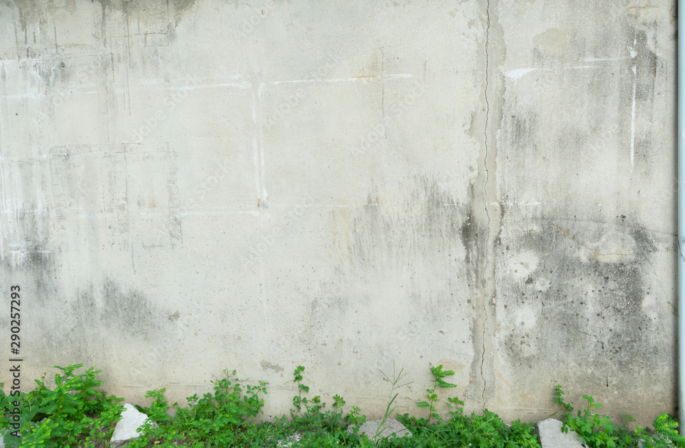 dirty old white wall with weed ,stain old wall and ruin stone Stock